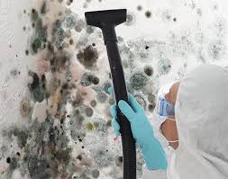 Best Basement Mold Removal  in Bevil Oaks, TX